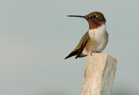 Ruby-throated Hummingbird (Archilochus colubris) 